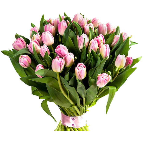 Tulips-UAE